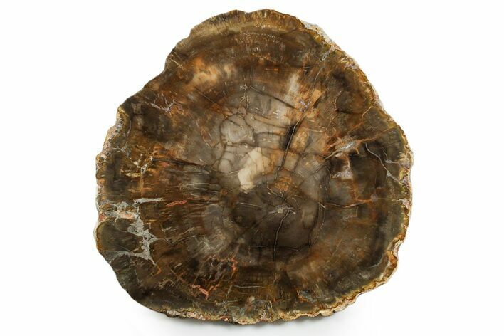 Polished Petrified Wood (Araucaria) Round - Madagascar #355358